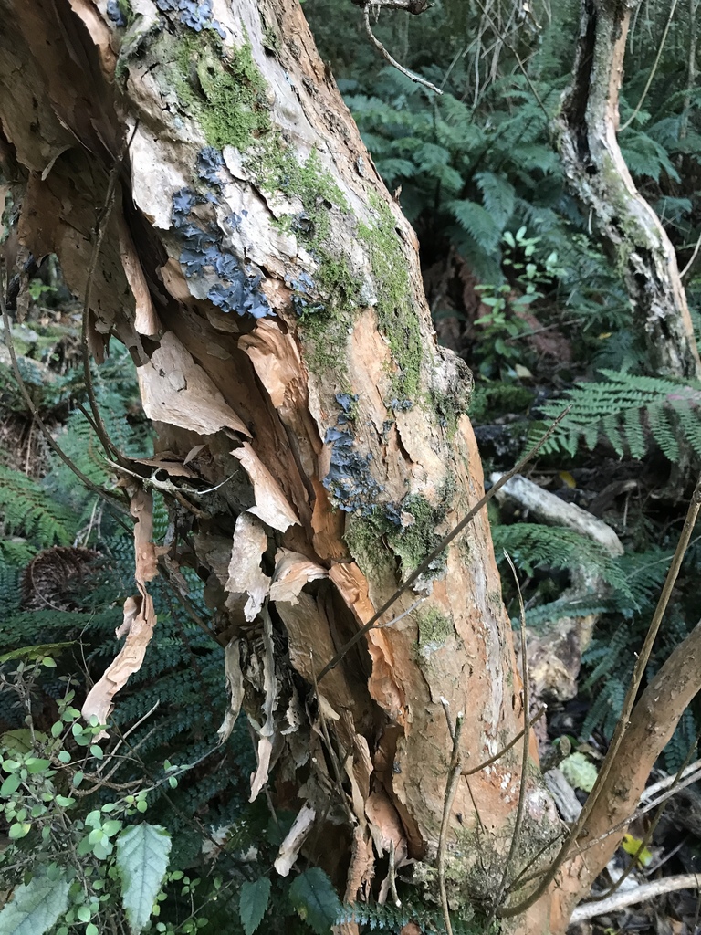 Kōtukutuku reference