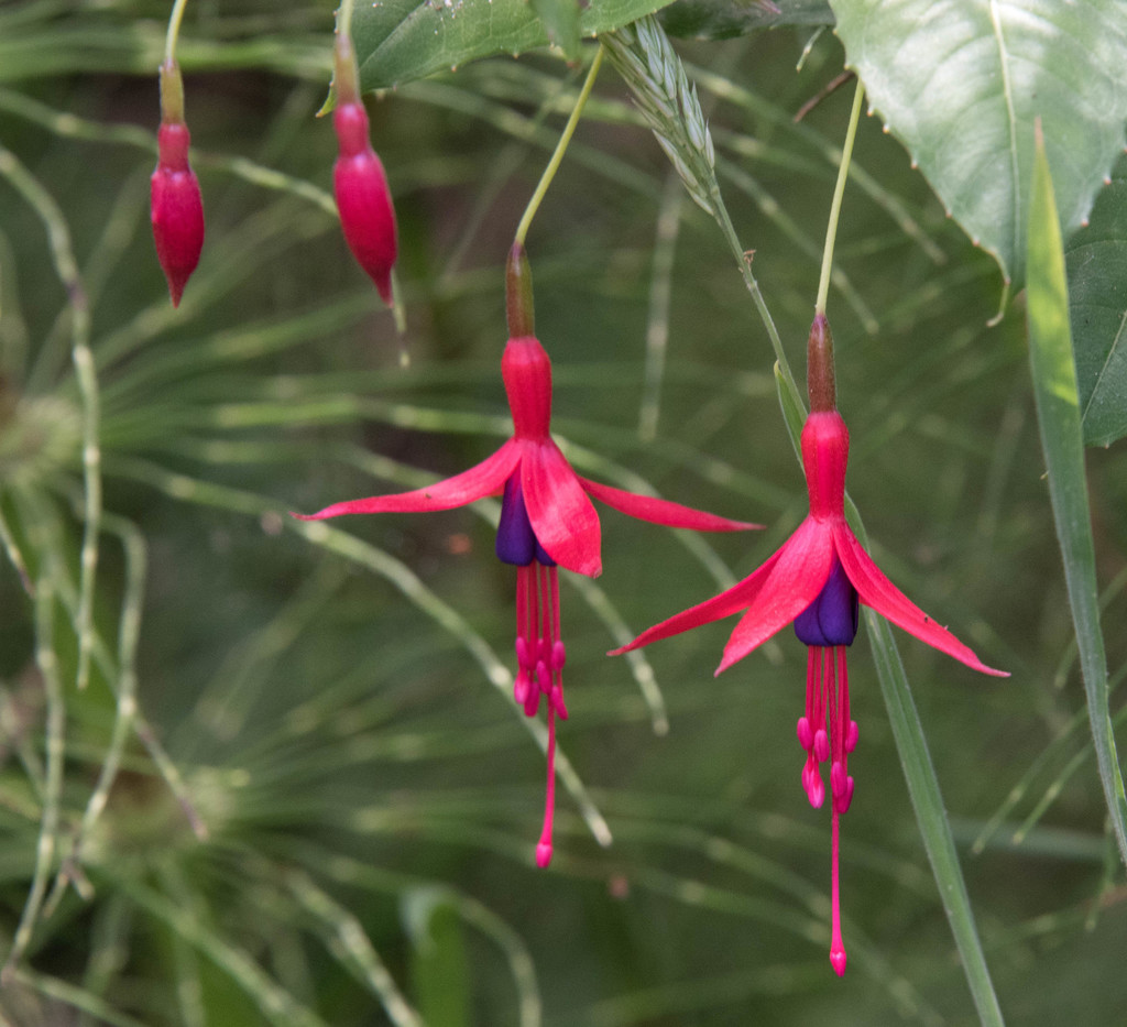Hardy Fuchsia reference