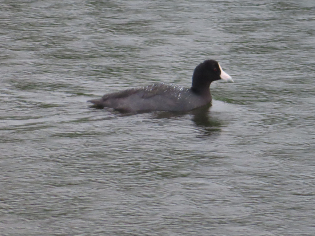 Hawaiian Coot reference
