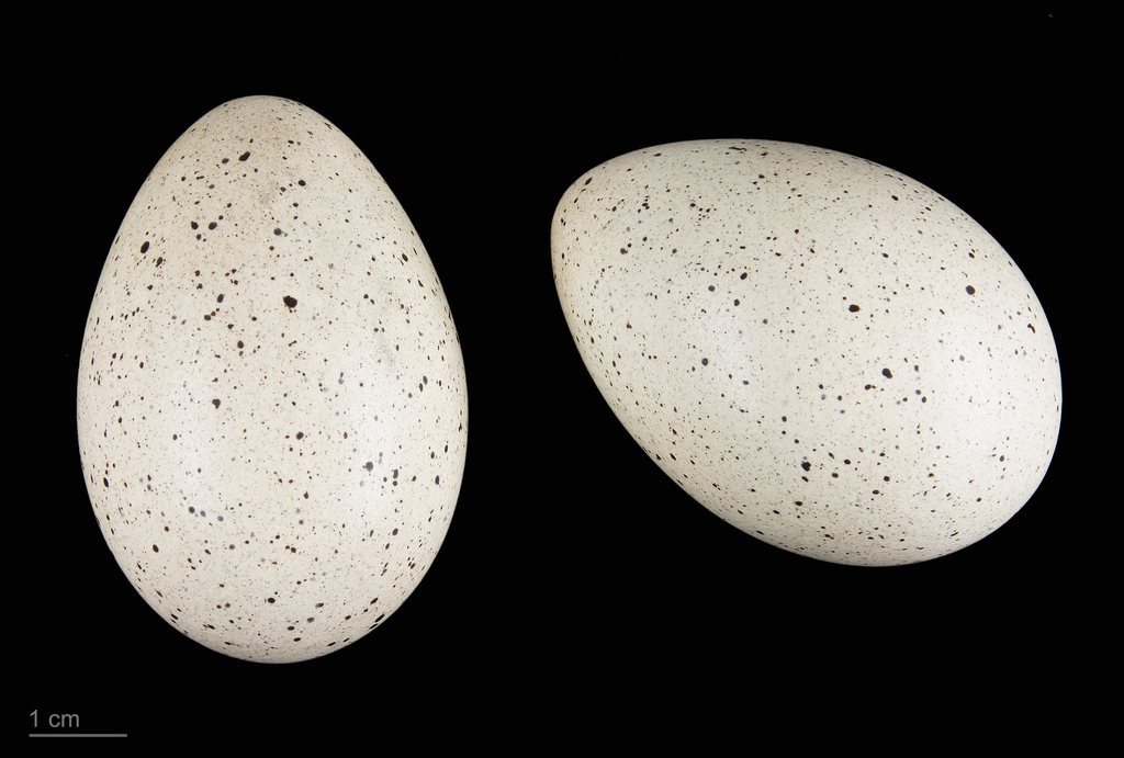 Eurasian Coot reference