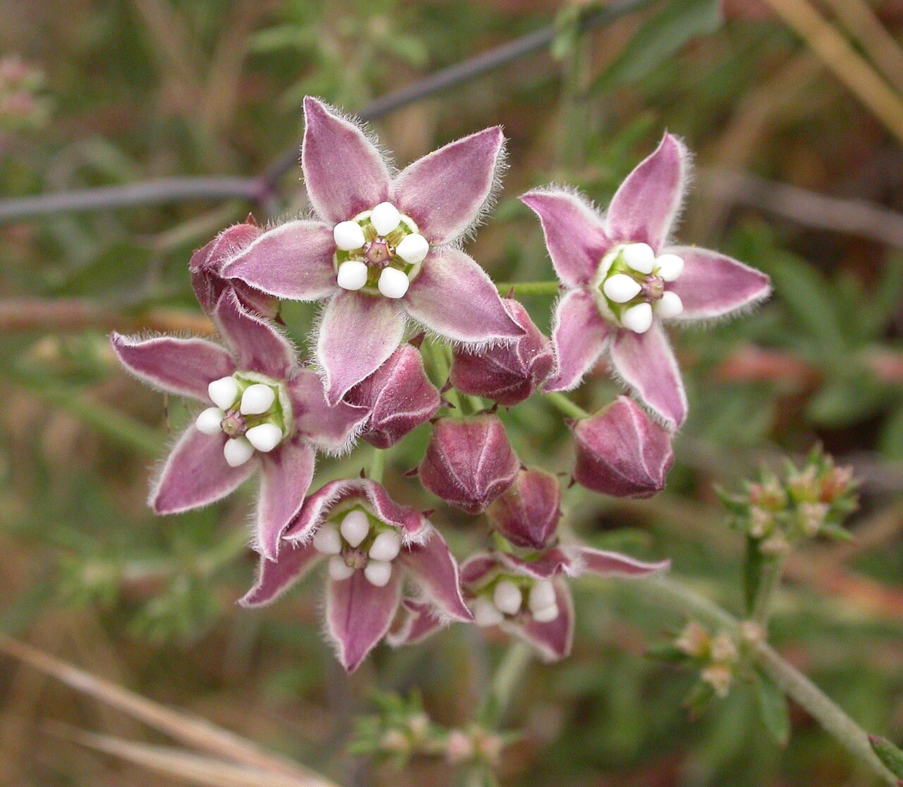 Funastrum cynanchoides reference