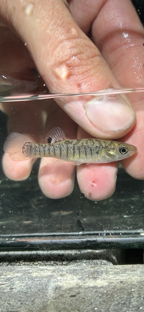 Mummichog reference