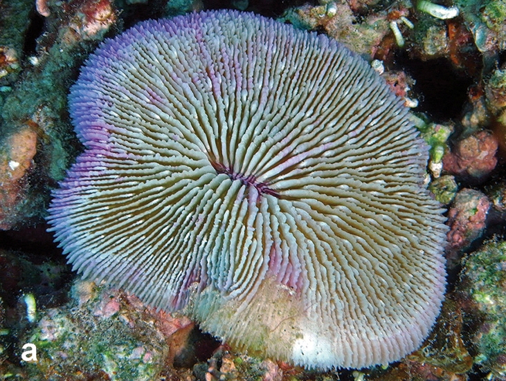 Mushroom Coral reference