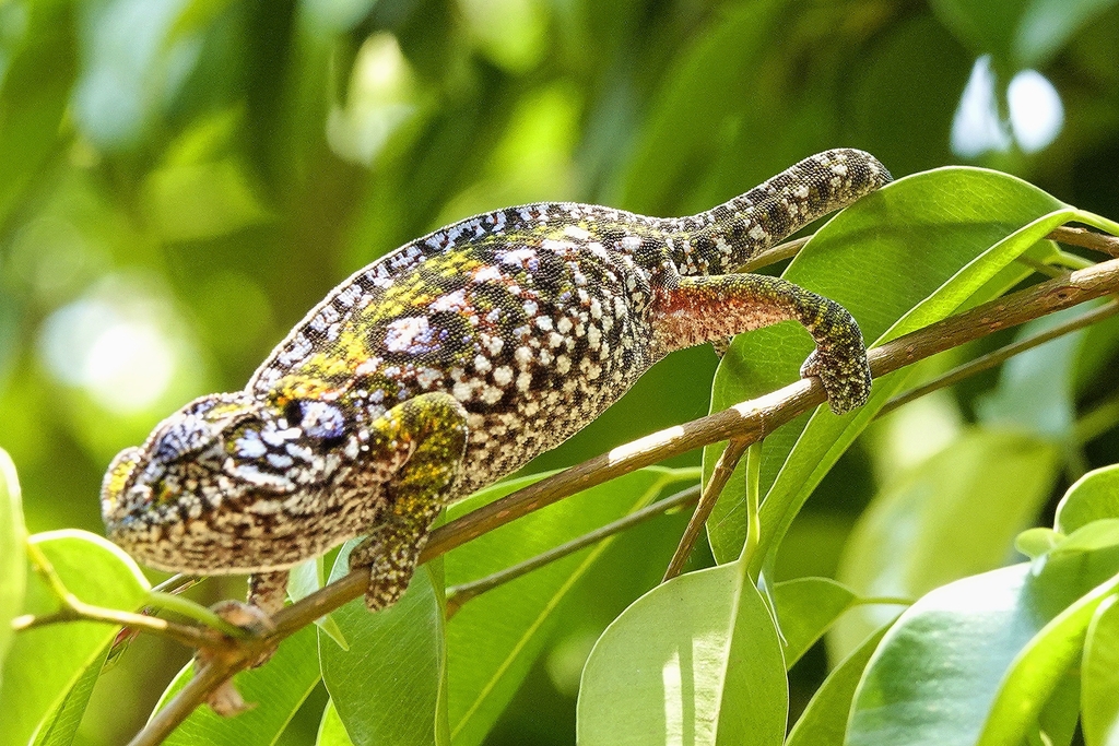 Carpet Chameleon reference