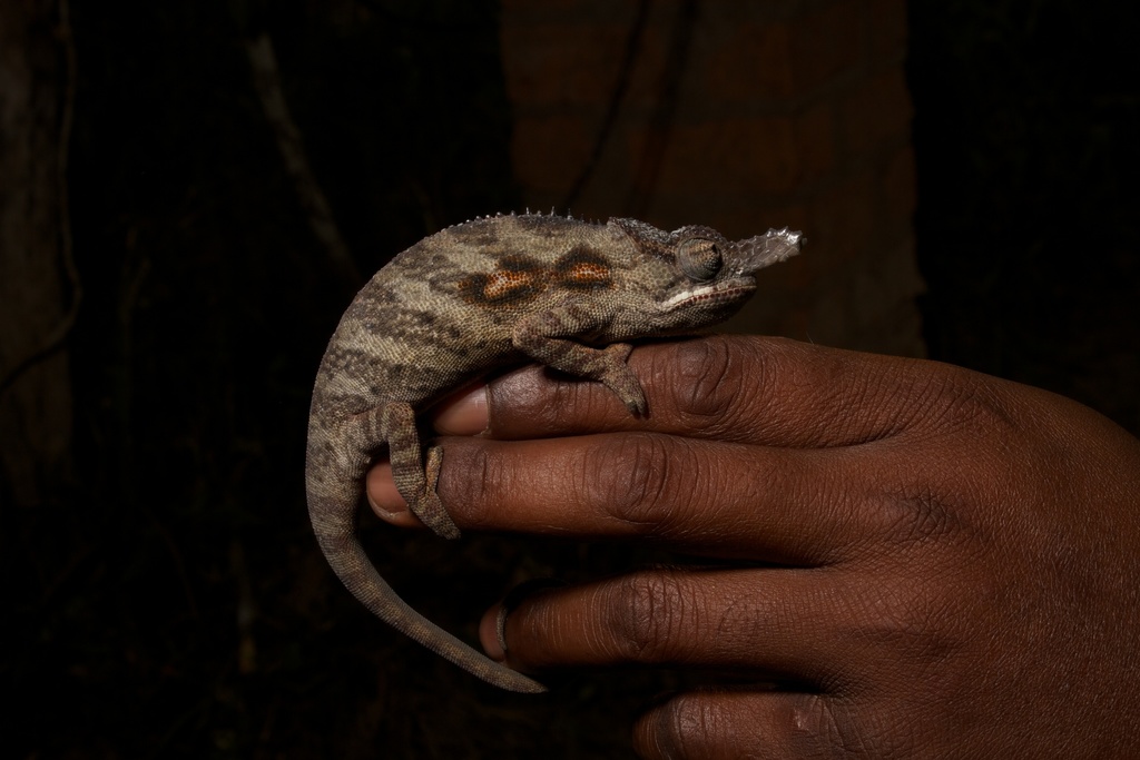 Lesser Chameleon reference