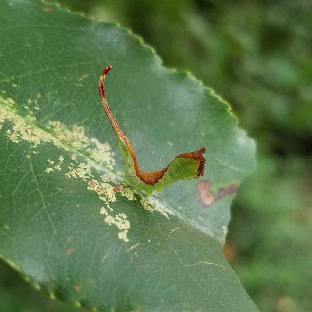 Zigzag Furcula Moth reference