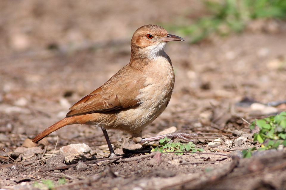 Rufous Hornero reference