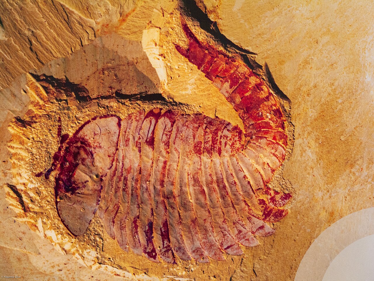 Fuxianhuia protensa reference