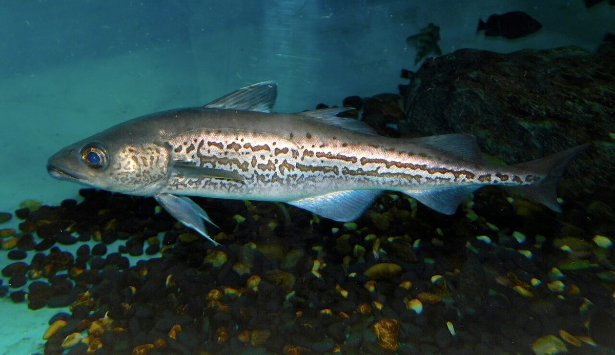 Alaska Pollock reference