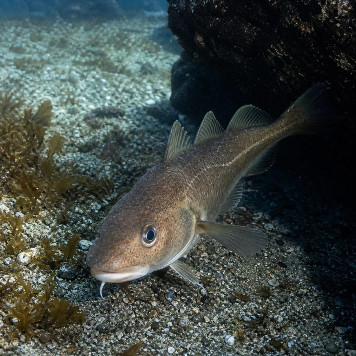 Greenland Cod reference