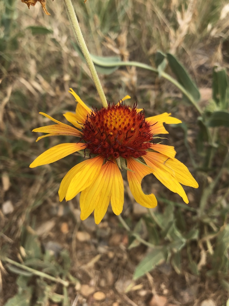 Great Blanketflower reference