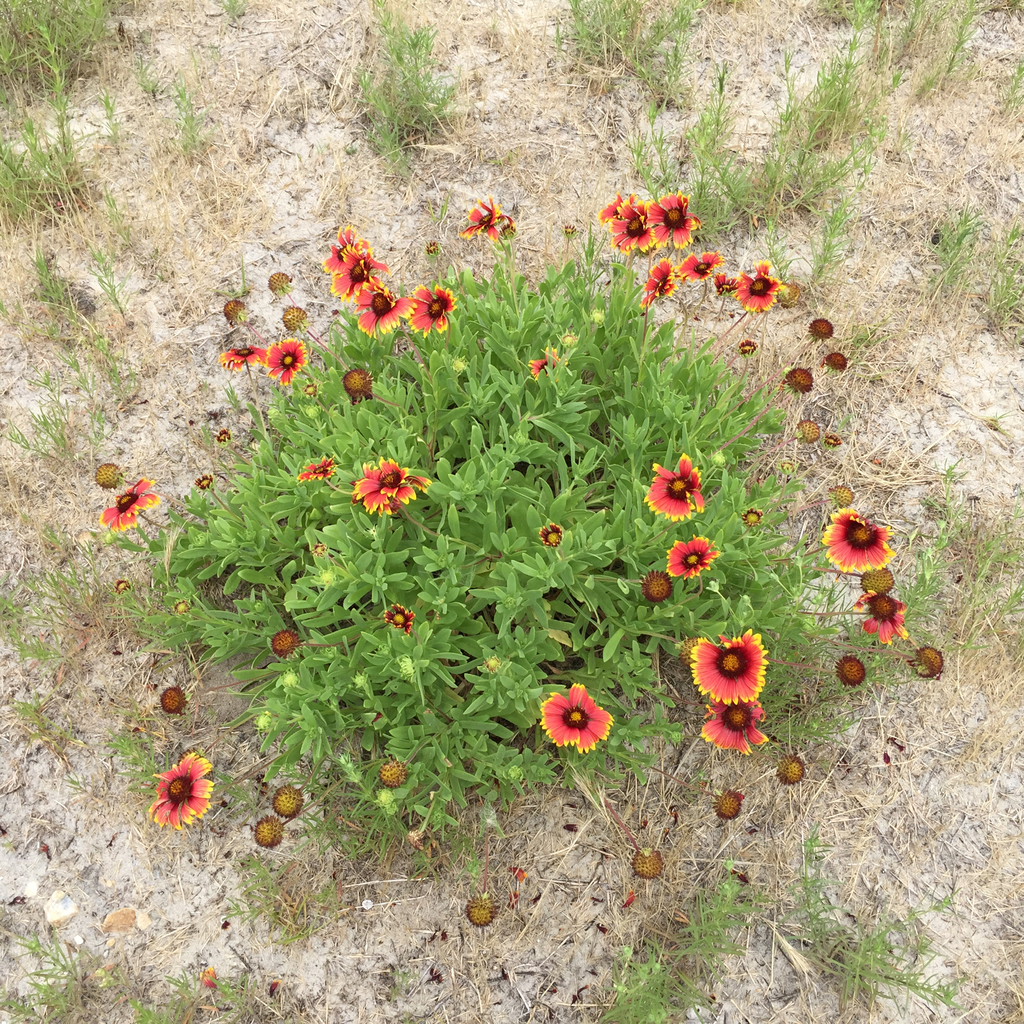 Firewheel reference