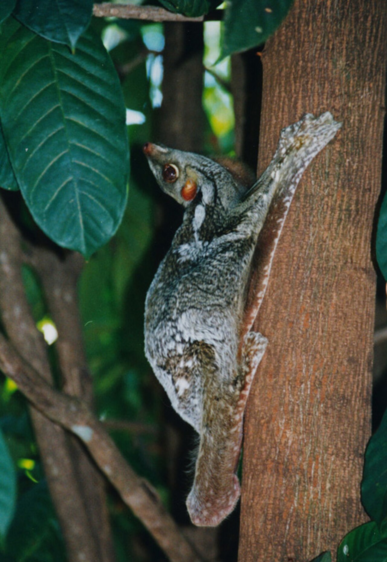 Sunda Flying Lemur reference