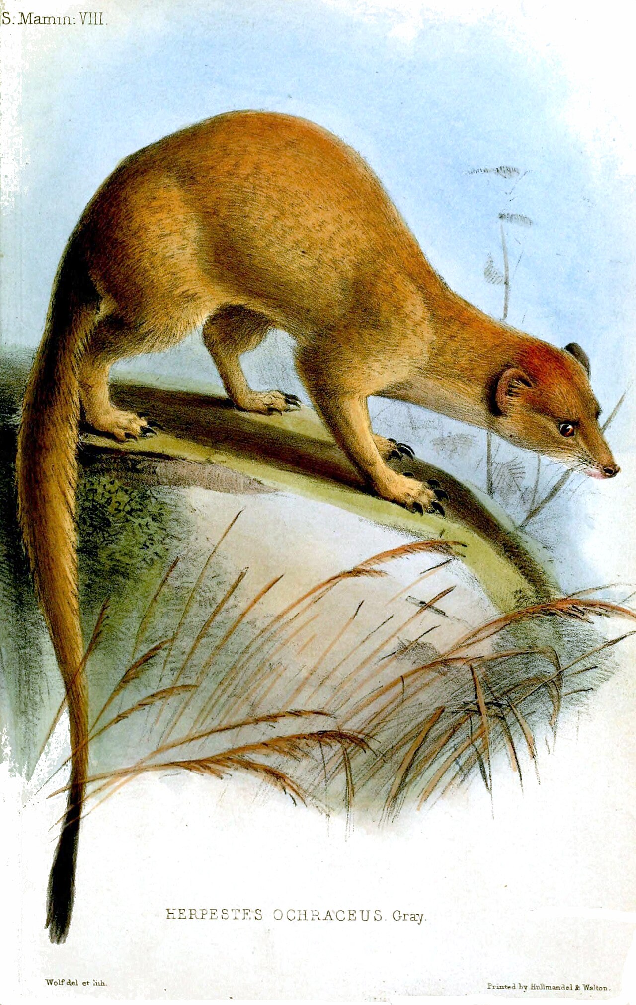 Somalian Slender Mongoose reference