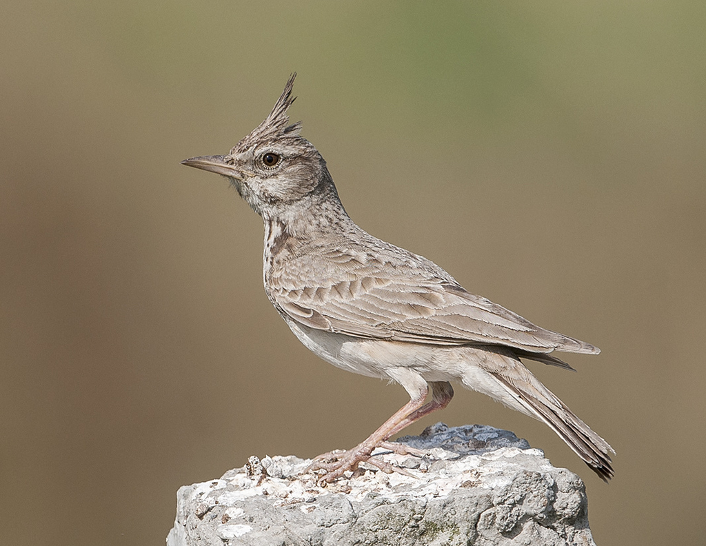 Crested Lark reference