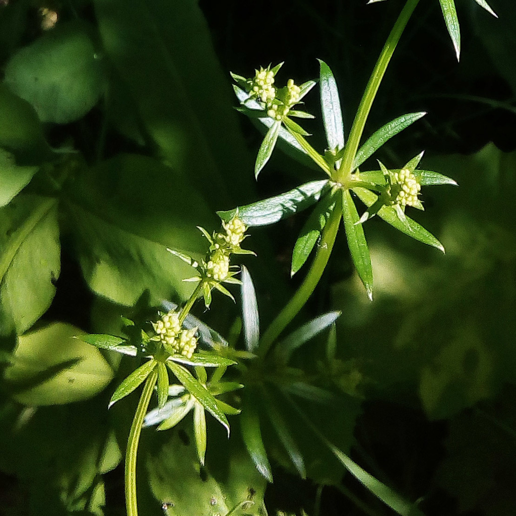 Hedge Bedstraw reference