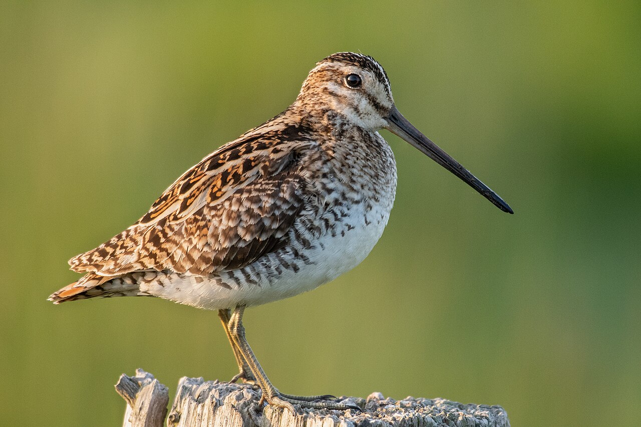 Common Snipe reference