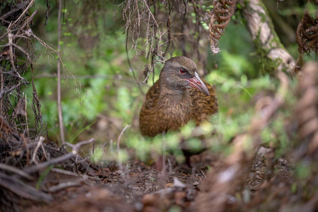 Weka reference