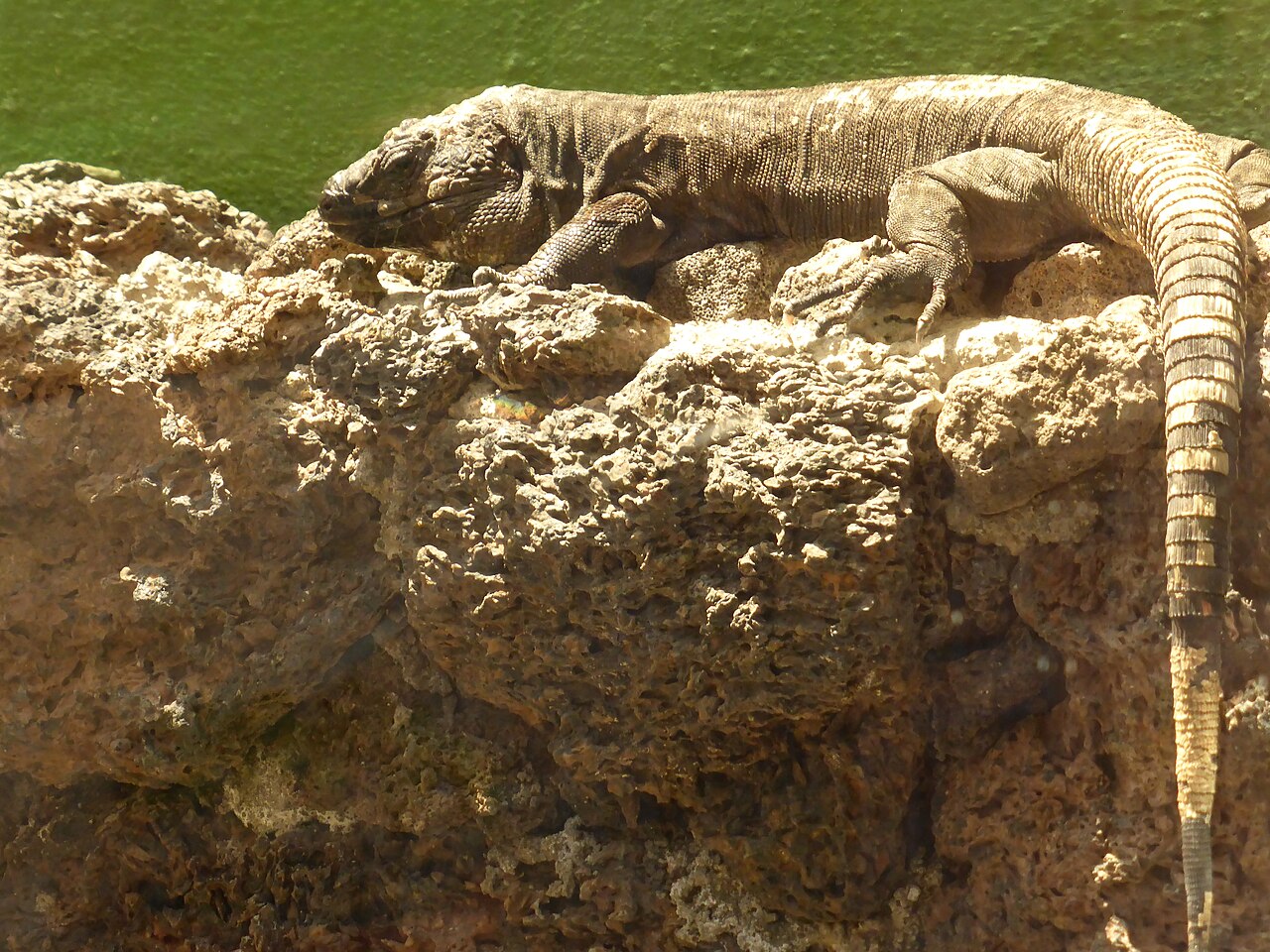 El Hierro Giant Lizard reference
