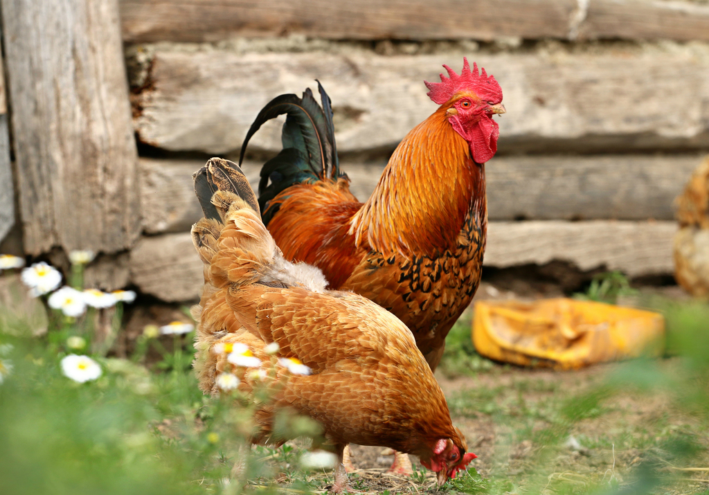 Chicken reference