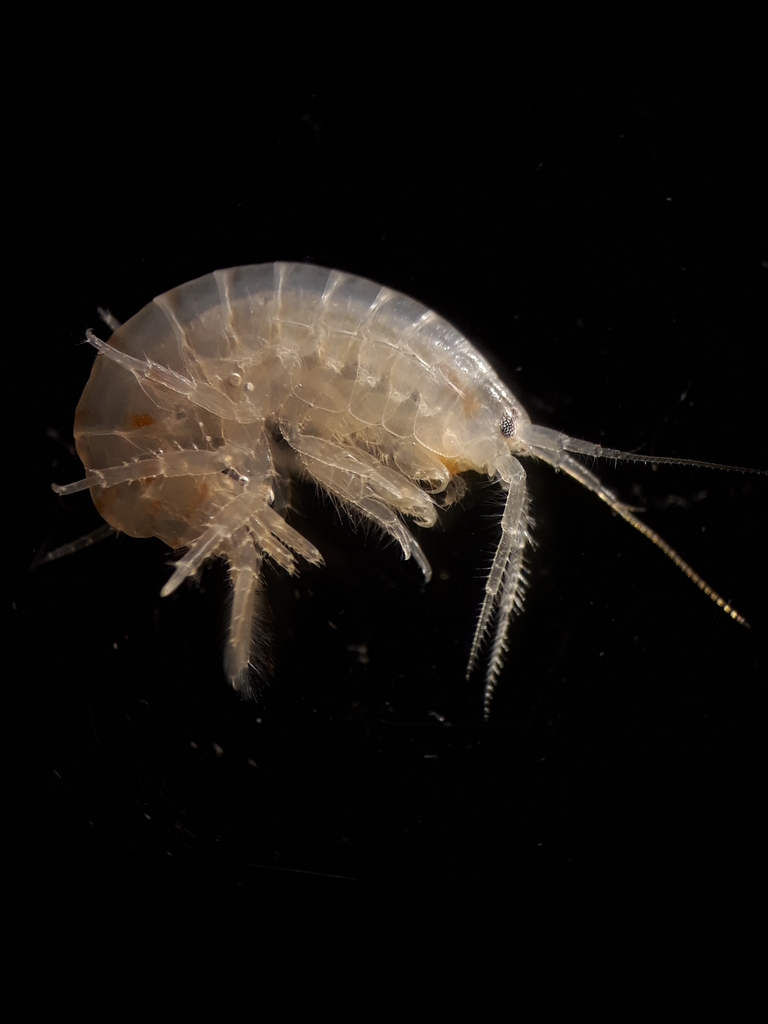 Gammarus pulex reference
