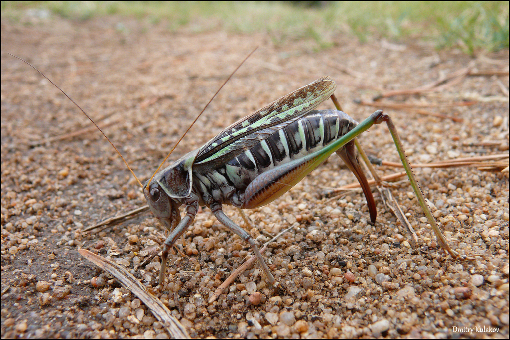 Sedakov's Bush-cricket reference