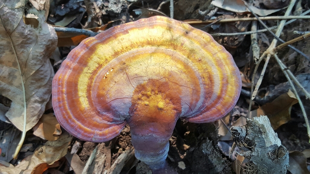 golden reishi reference