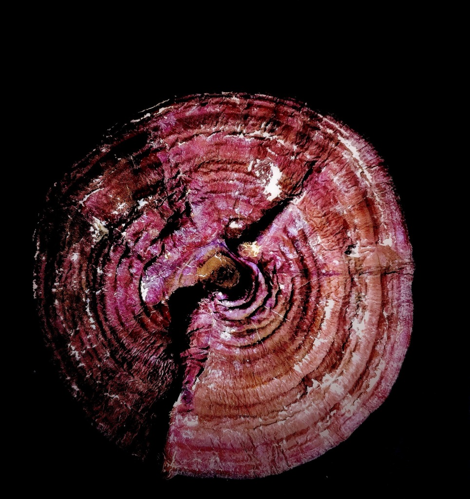Reishi Mushroom reference
