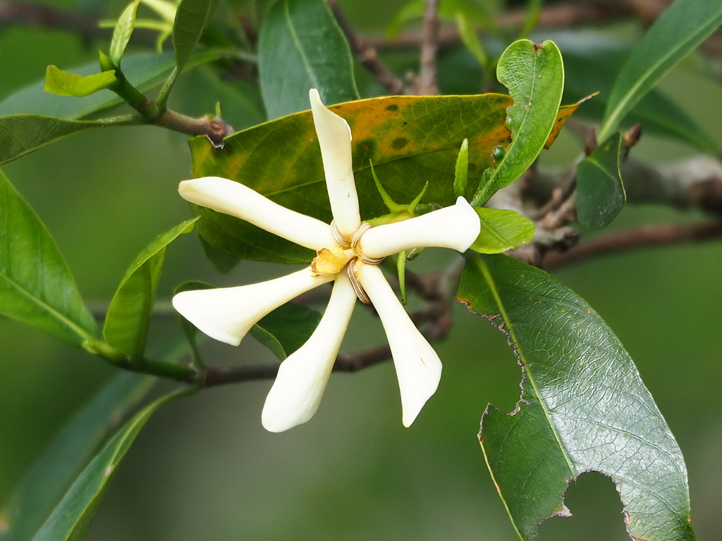 common gardenia reference