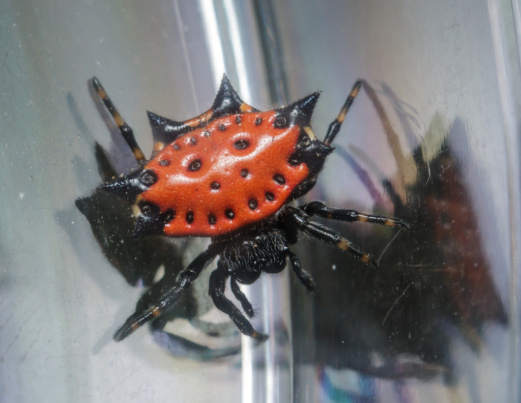 Spinybacked Orbweaver reference