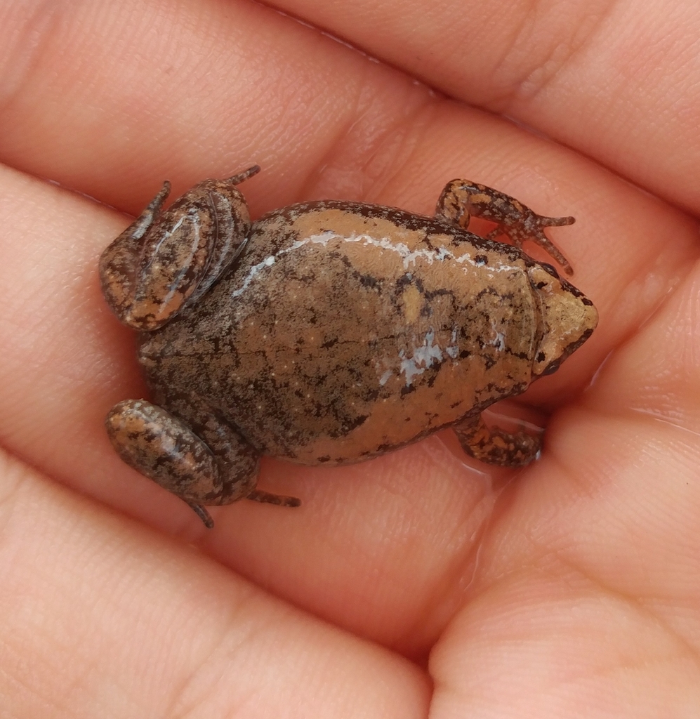 Eastern Narrow-mouthed Toad reference