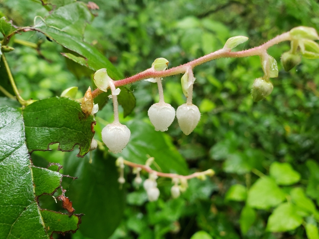 Salal reference
