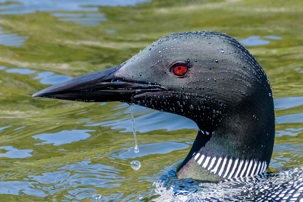 Common Loon reference