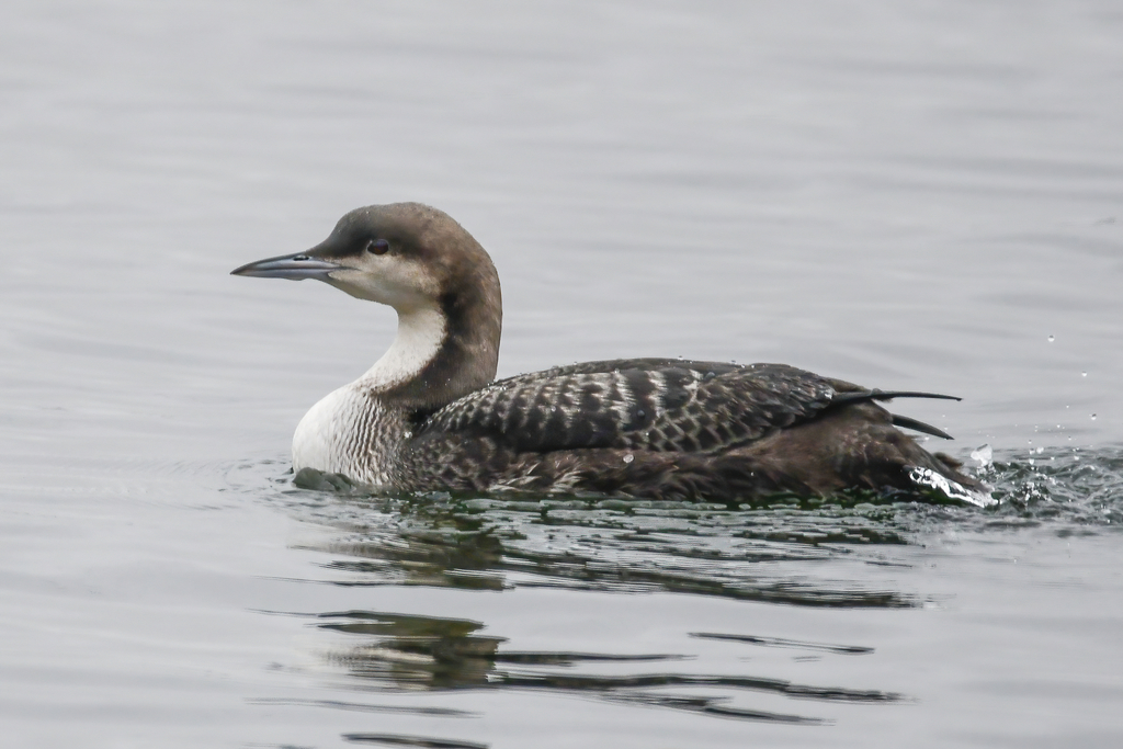 Pacific Loon reference