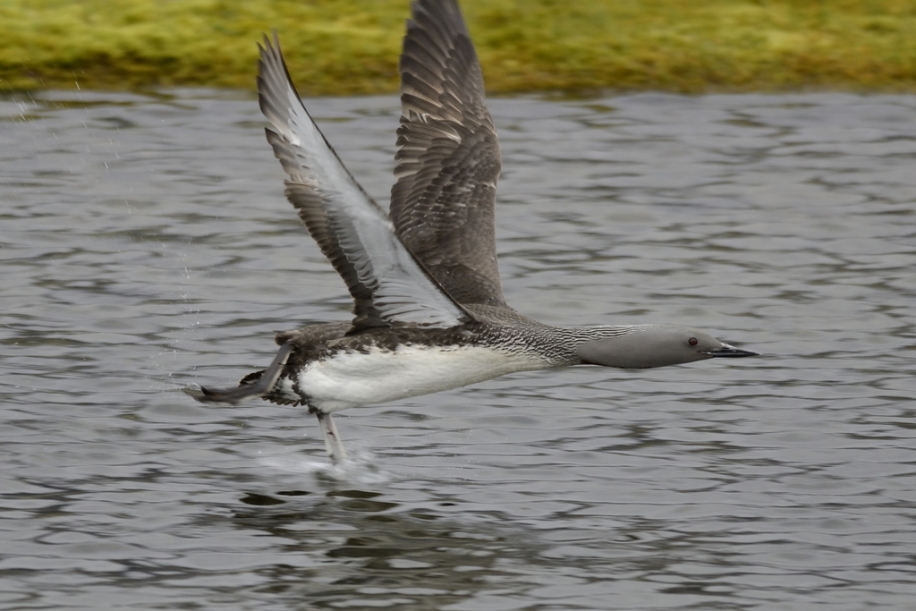 Red-throated Diver reference