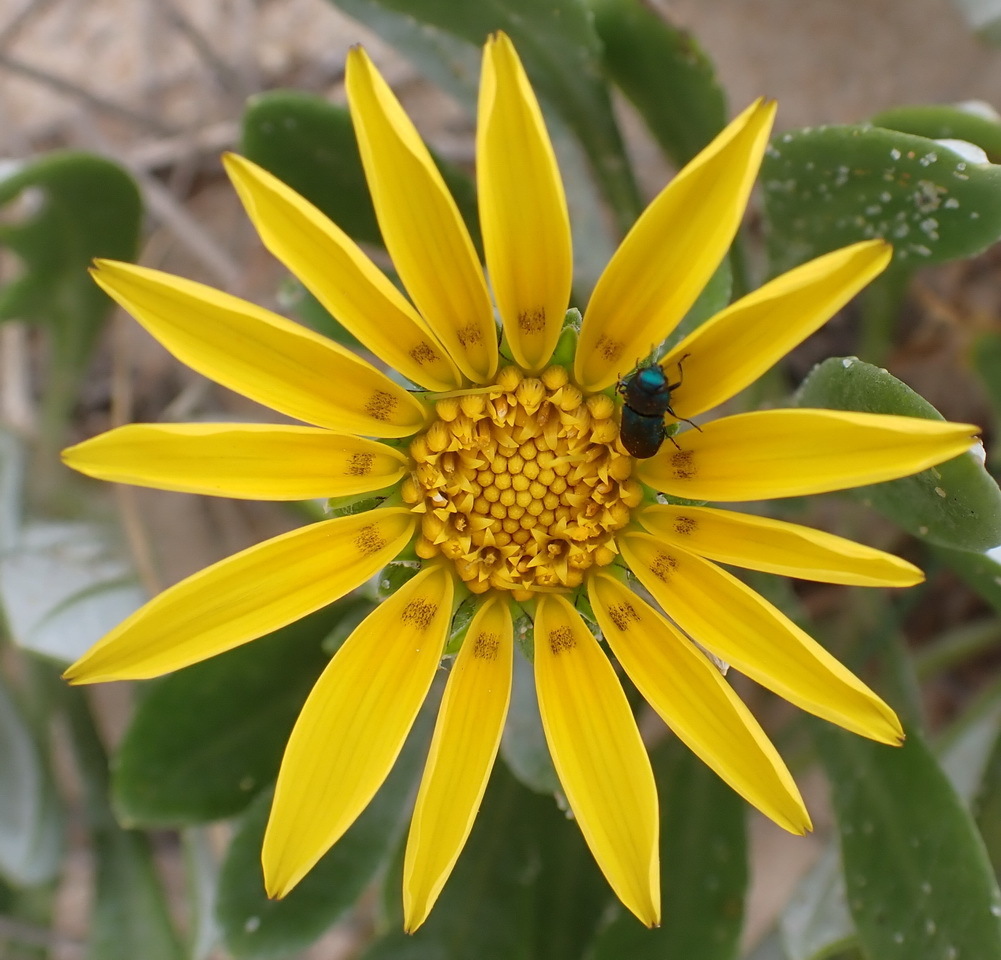 Trailing Treasureflower reference