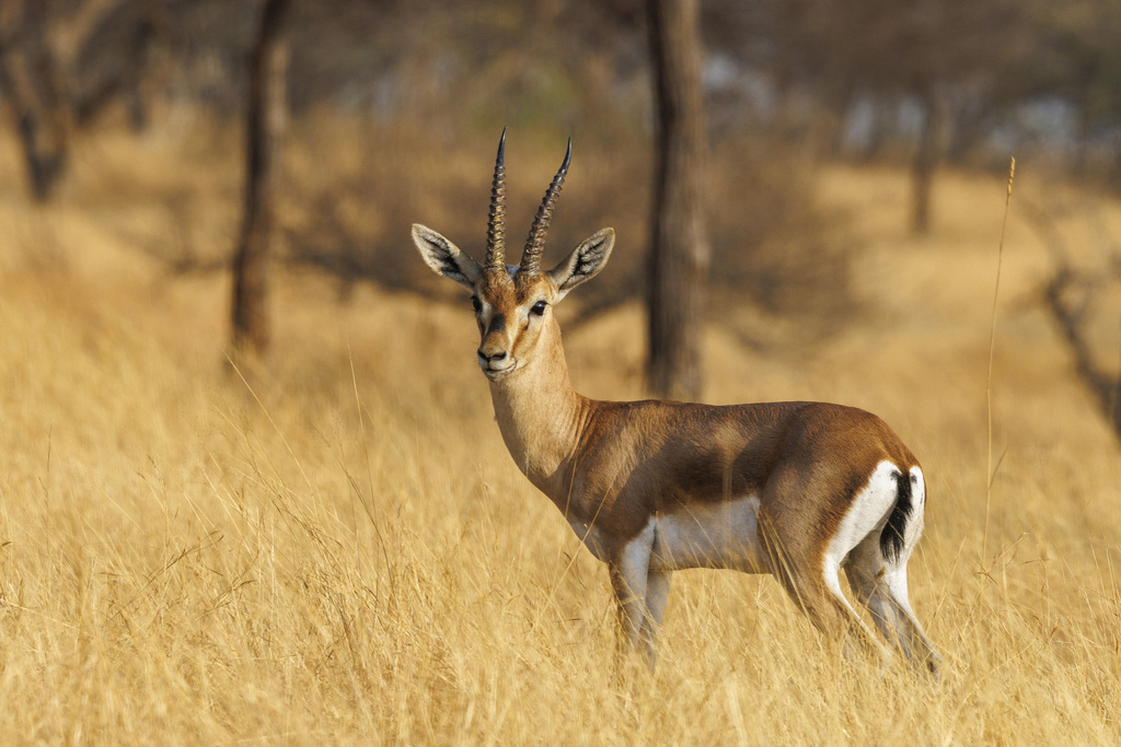 Chinkara reference