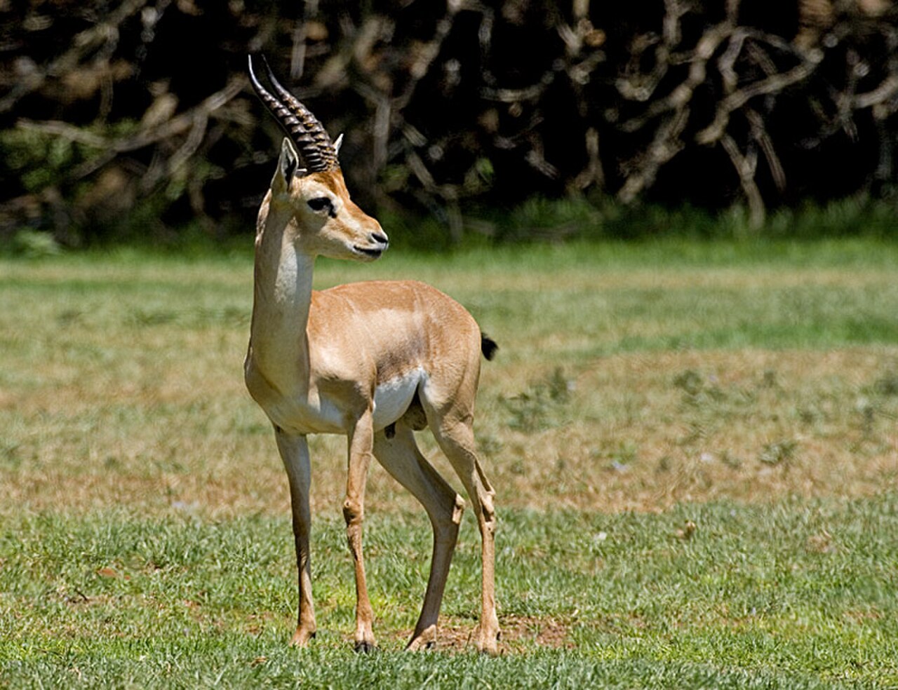 Mountain Gazelle reference