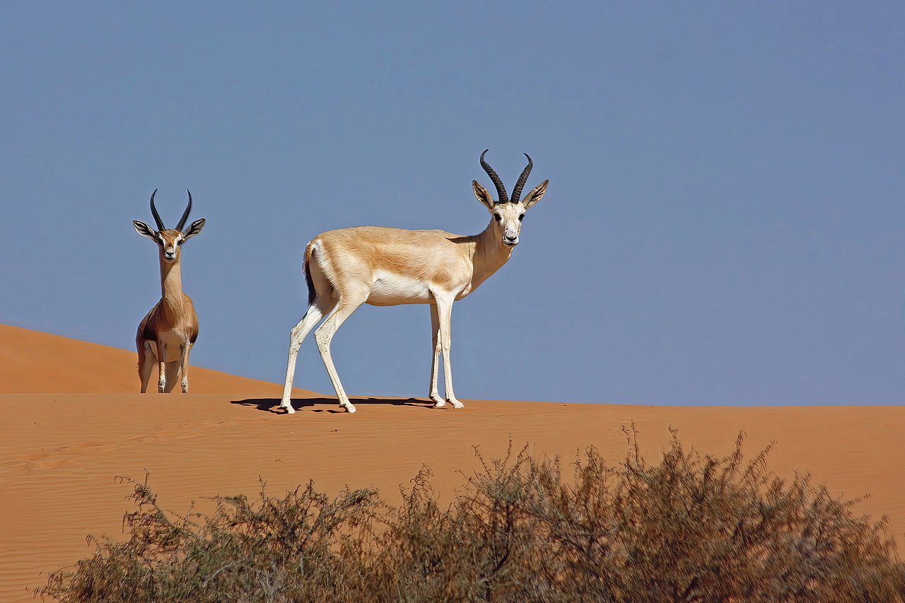Sand Gazelle reference