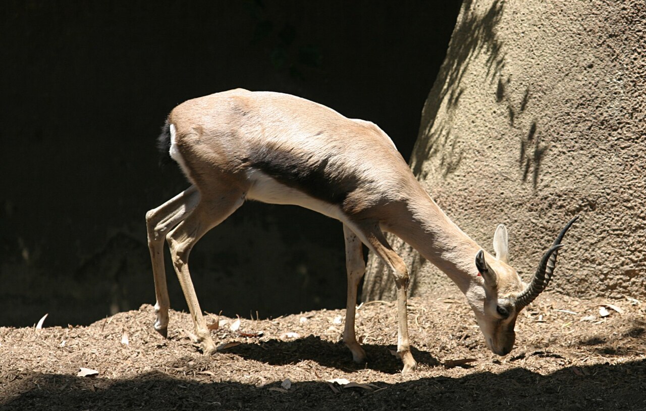 Speke's Gazelle reference