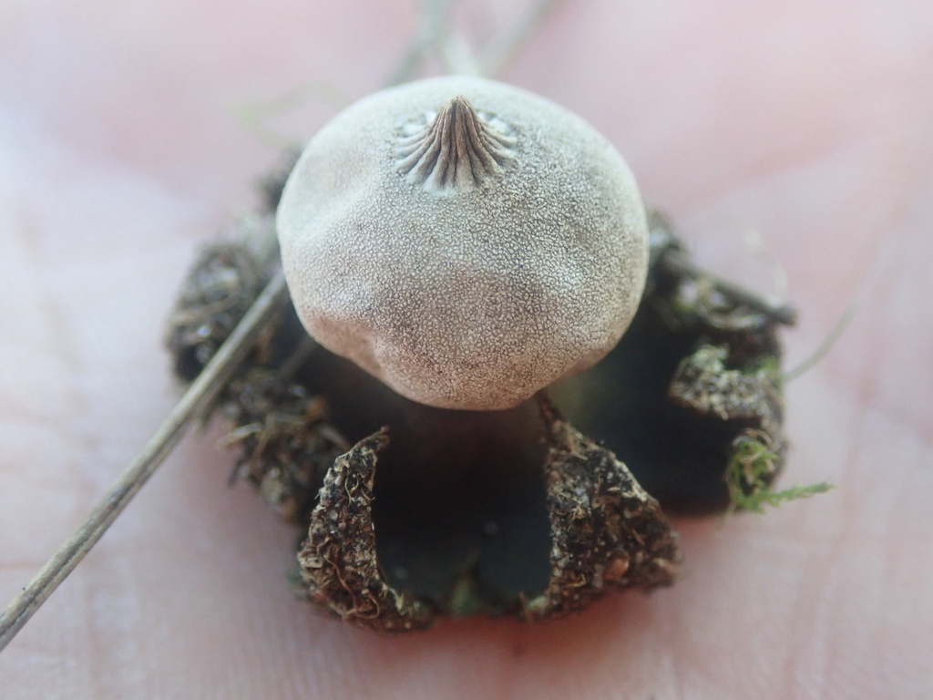 Field Earthstar reference
