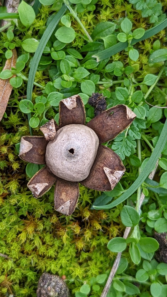 Weathered Earthstar reference
