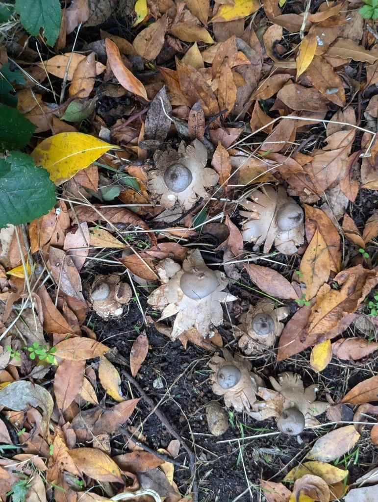Sandy Earthstar reference