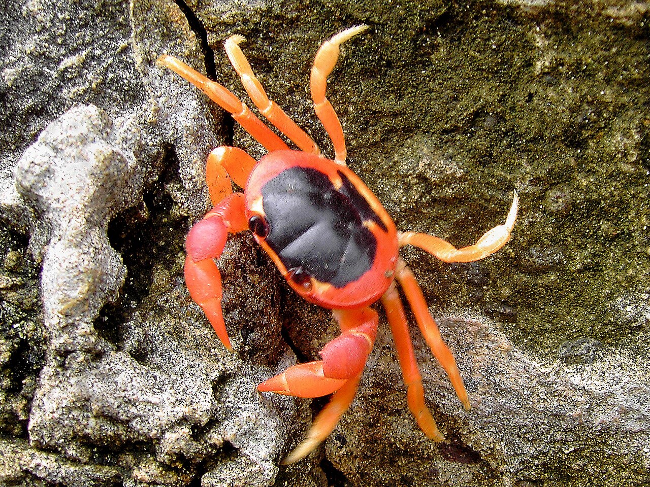 Blackback Land Crab reference