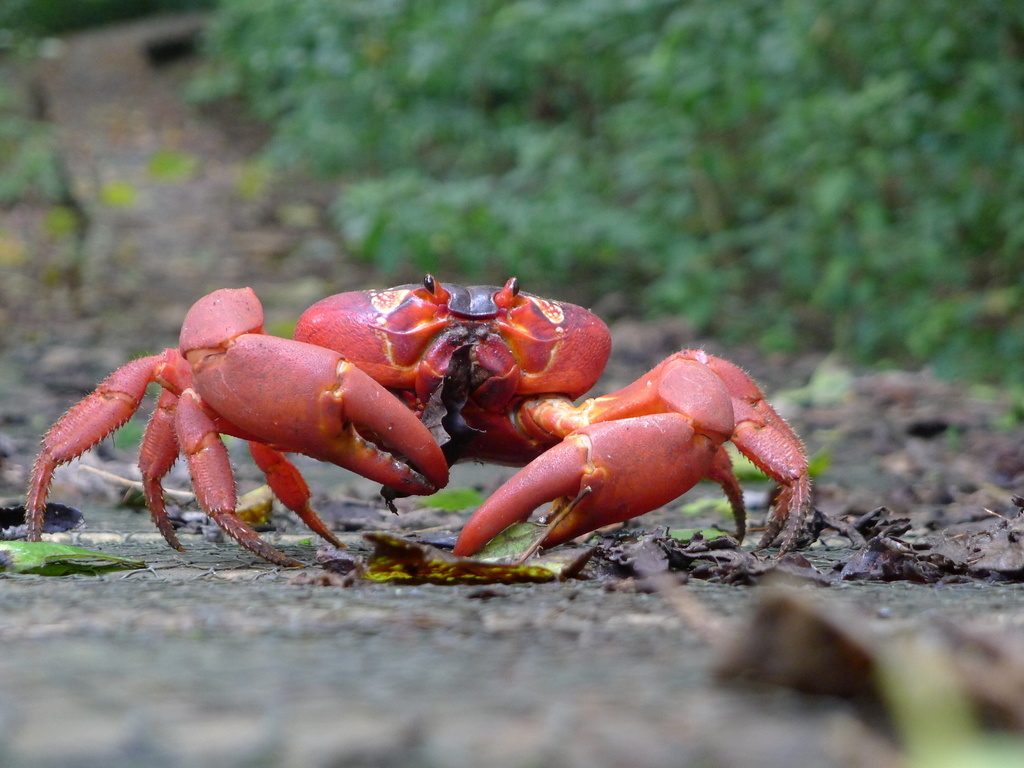 Christmas Island Red Crab reference