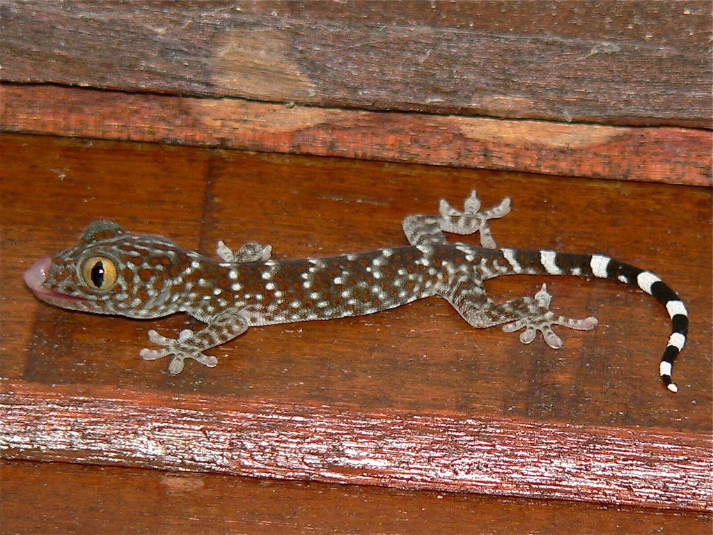 Tokay Gecko reference