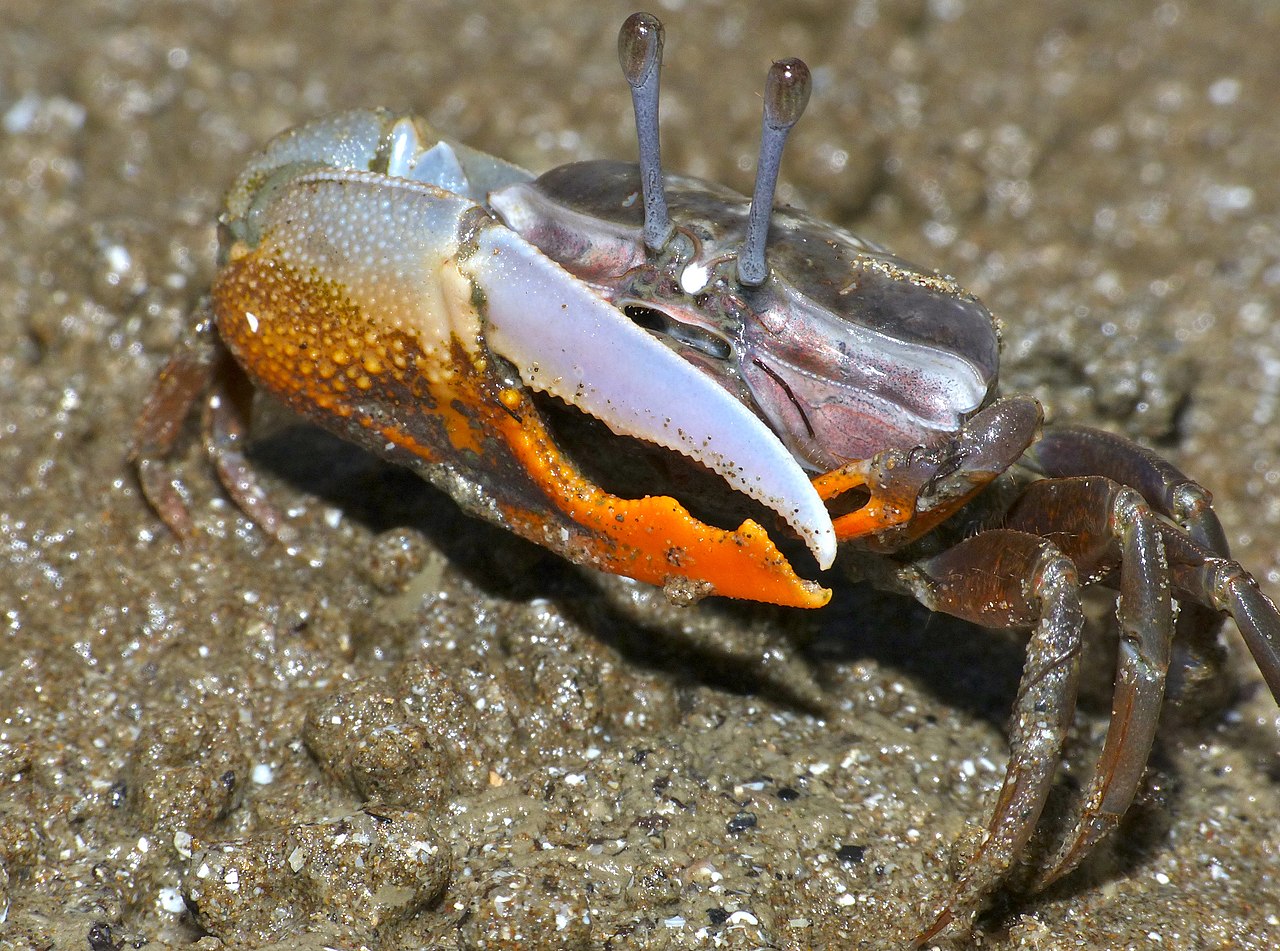 Calling Fiddler Crab reference