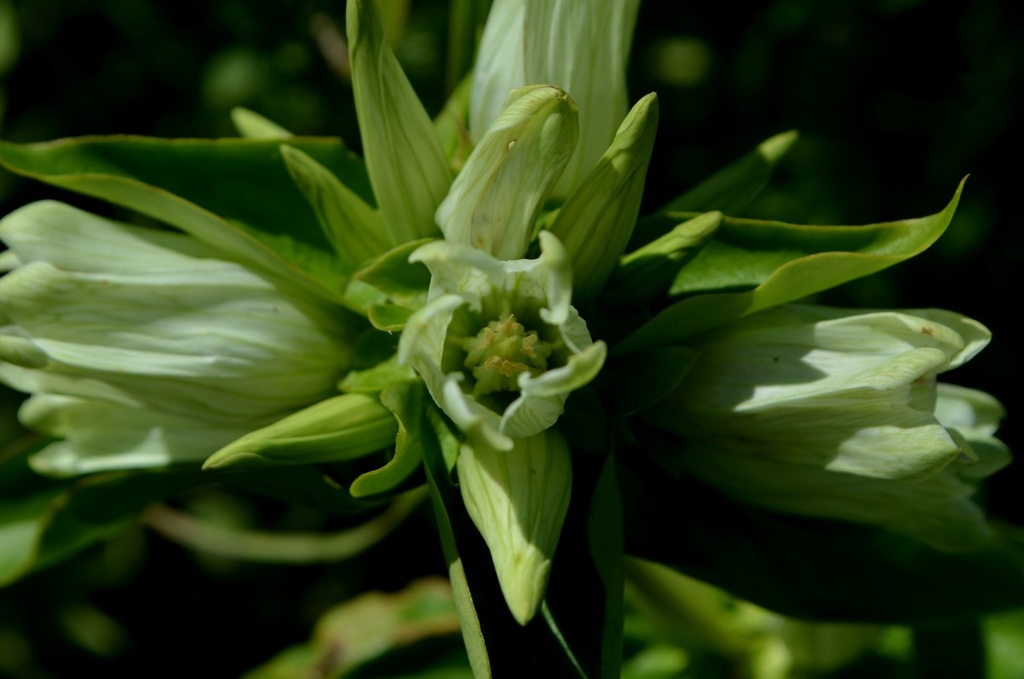 pale gentian reference
