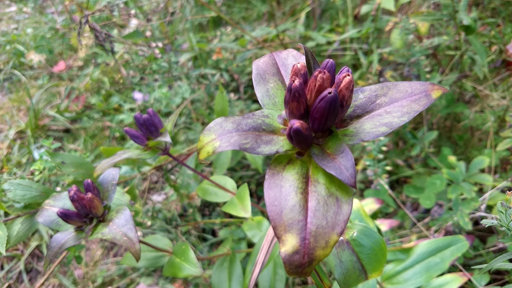 Bottle Gentian reference