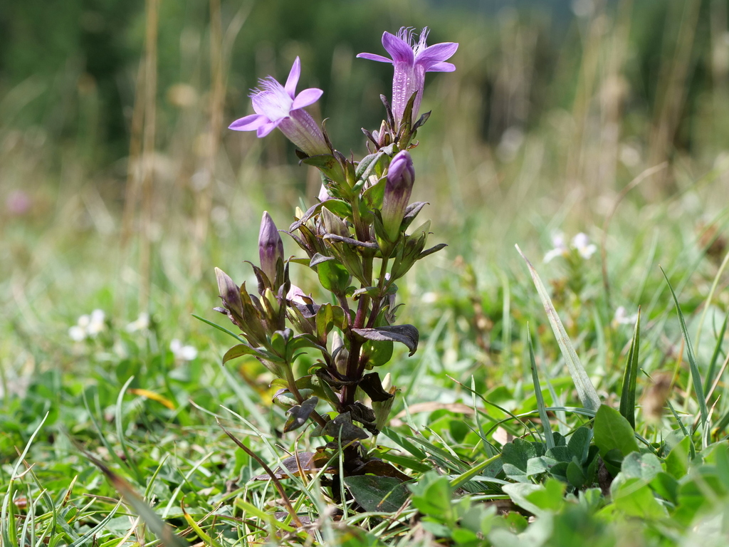 Chiltern Gentian reference